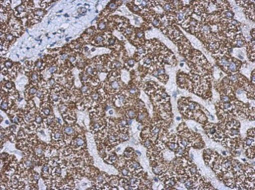 GluD1/GluD2 Antibody in Immunohistochemistry (Paraffin) (IHC (P))