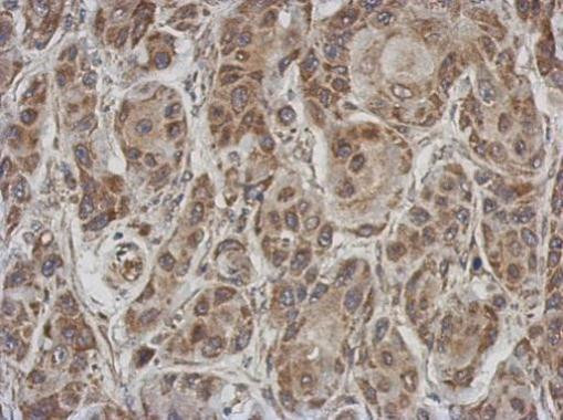 Afamin Antibody in Immunohistochemistry (Paraffin) (IHC (P))