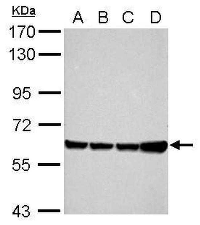 Afamin Antibody in Western Blot (WB)