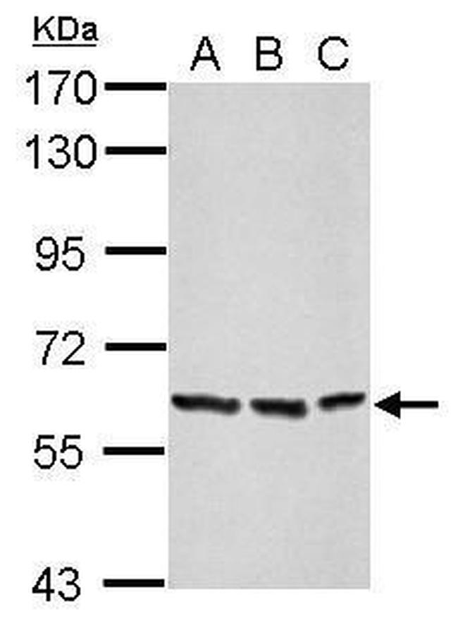 Afamin Antibody in Western Blot (WB)