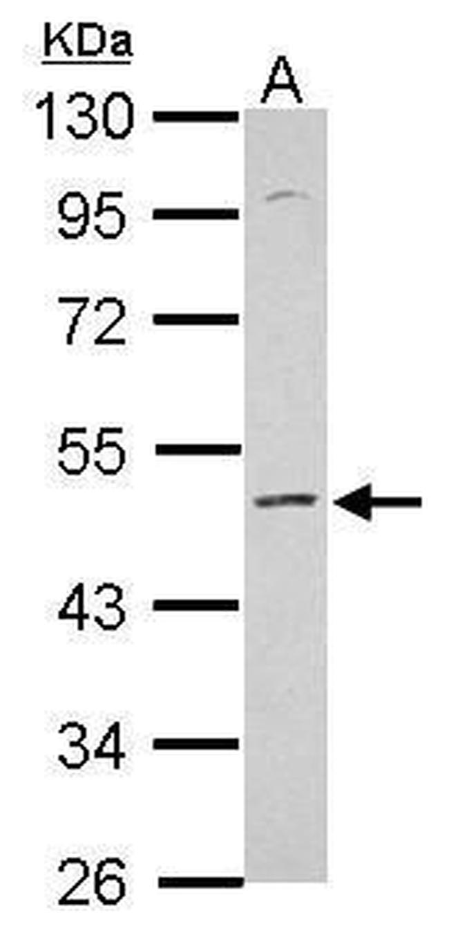 KCNS2 Antibody in Western Blot (WB)