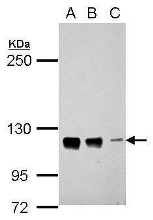 CTAGE5 Antibody in Western Blot (WB)