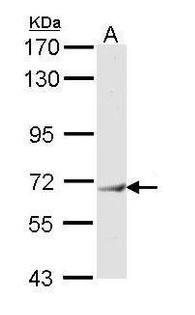 IFIT3 Antibody in Western Blot (WB)