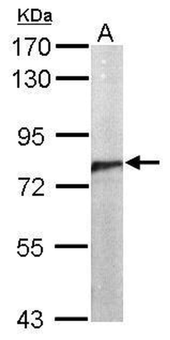 Cdc5L Antibody in Western Blot (WB)