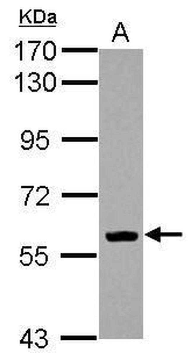 EBF1 Antibody in Western Blot (WB)