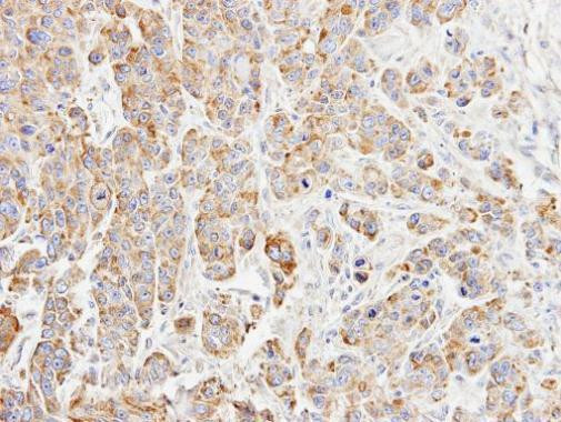 p23 Antibody in Immunohistochemistry (Paraffin) (IHC (P))