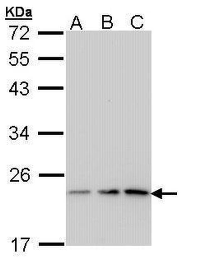 p23 Antibody in Western Blot (WB)