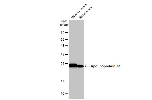 ApoA1 Antibody in Western Blot (WB)