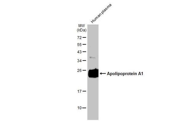 ApoA1 Antibody in Western Blot (WB)