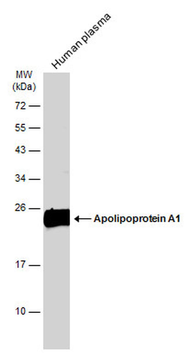 ApoA1 Antibody in Western Blot (WB)