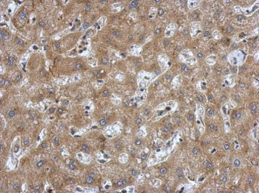 ANP Antibody in Immunohistochemistry (Paraffin) (IHC (P))