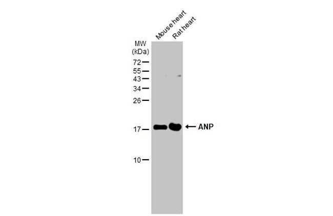 ANP Antibody in Western Blot (WB)