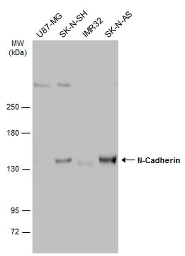 N-cadherin Antibody in Western Blot (WB)