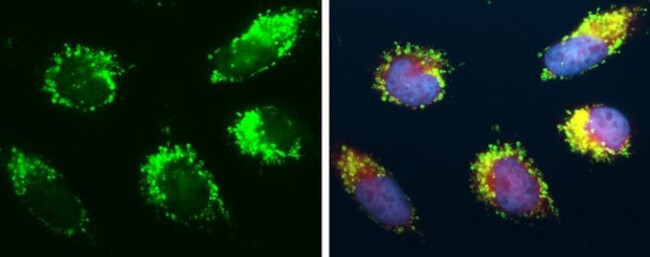 TFAM Antibody in Immunocytochemistry (ICC/IF)