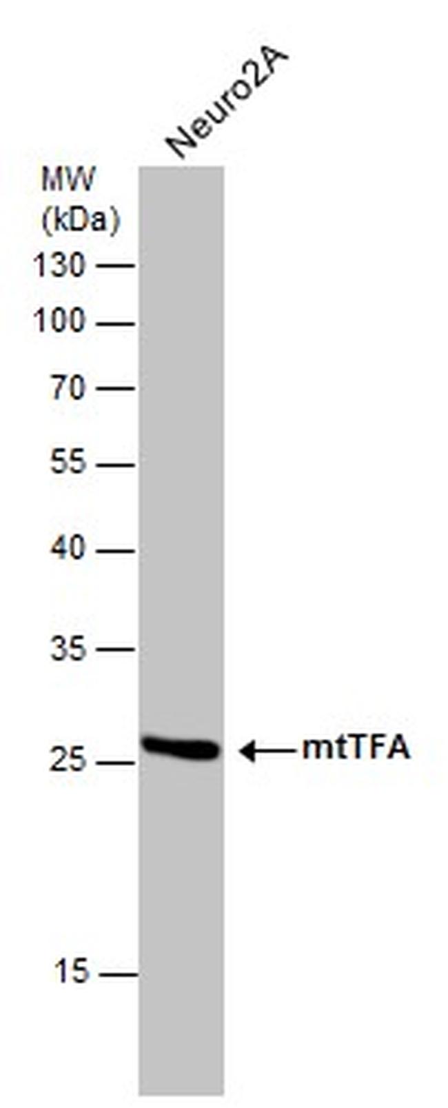 TFAM Antibody in Western Blot (WB)