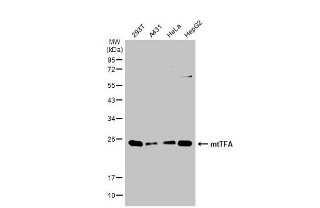 TFAM Antibody in Western Blot (WB)