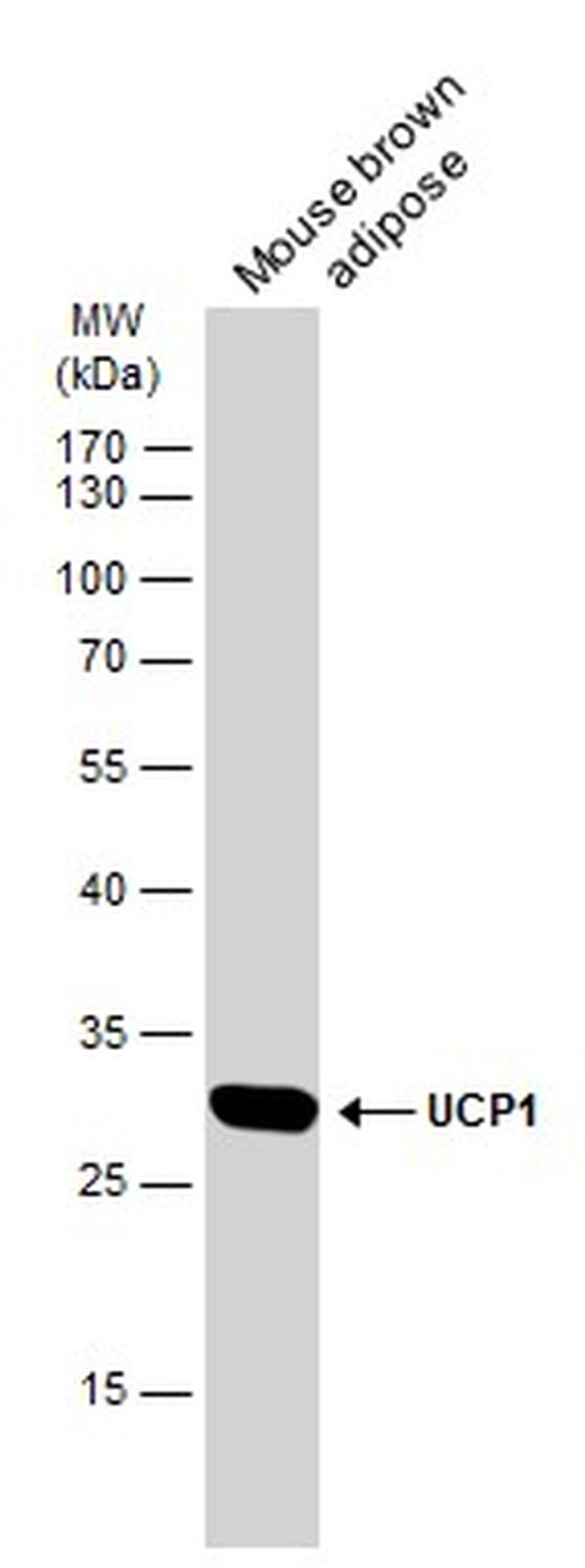 UCP1 Antibody in Western Blot (WB)