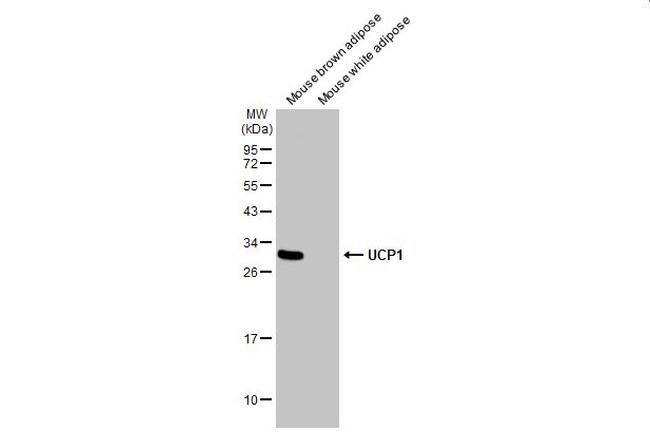 UCP1 Antibody in Western Blot (WB)