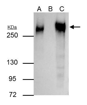 Fibronectin Antibody in Immunoprecipitation (IP)