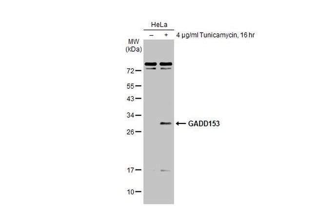 CHOP Antibody in Western Blot (WB)