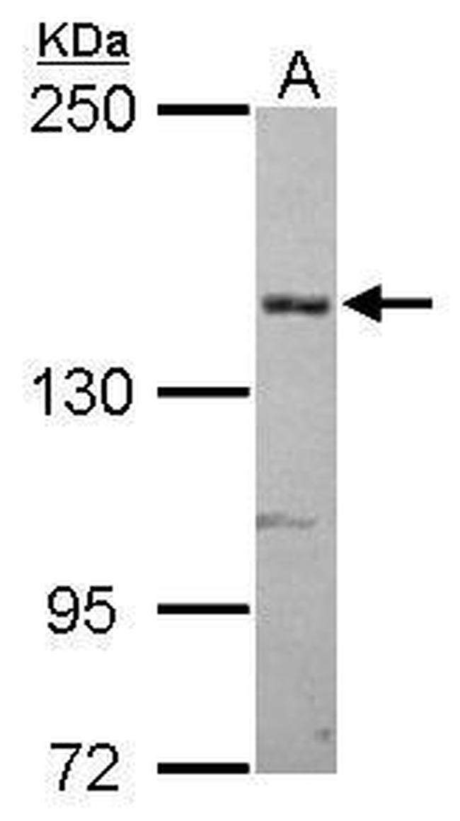 A2M Antibody in Western Blot (WB)