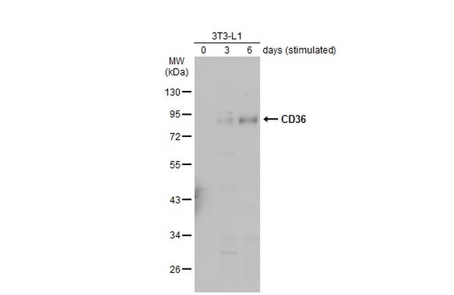 CD36 Antibody in Western Blot (WB)