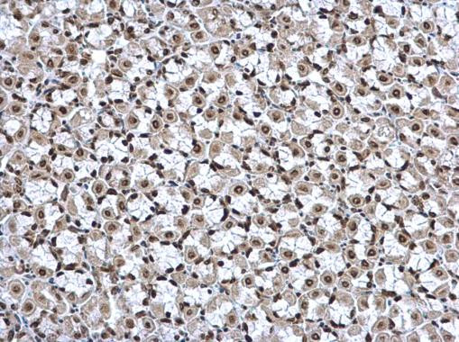 HMGB1 Antibody in Immunohistochemistry (Paraffin) (IHC (P))