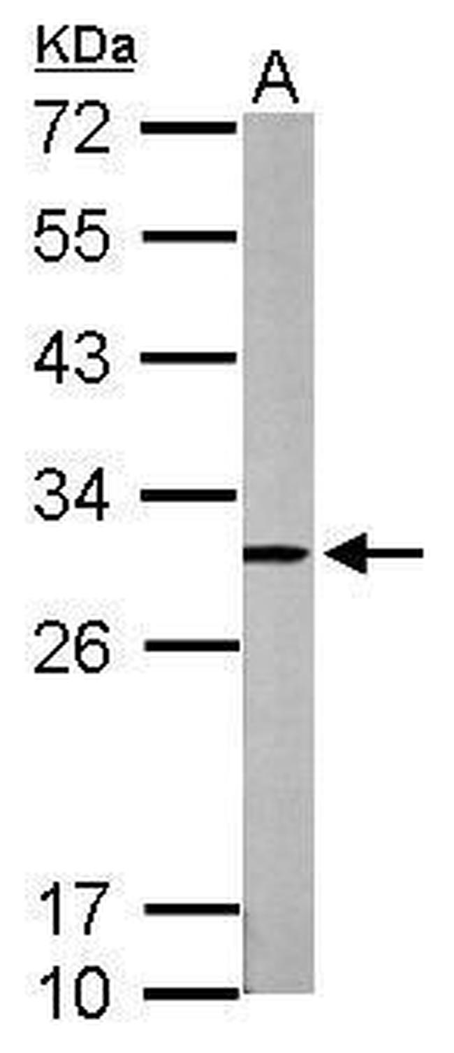 HMGB1 Antibody in Western Blot (WB)