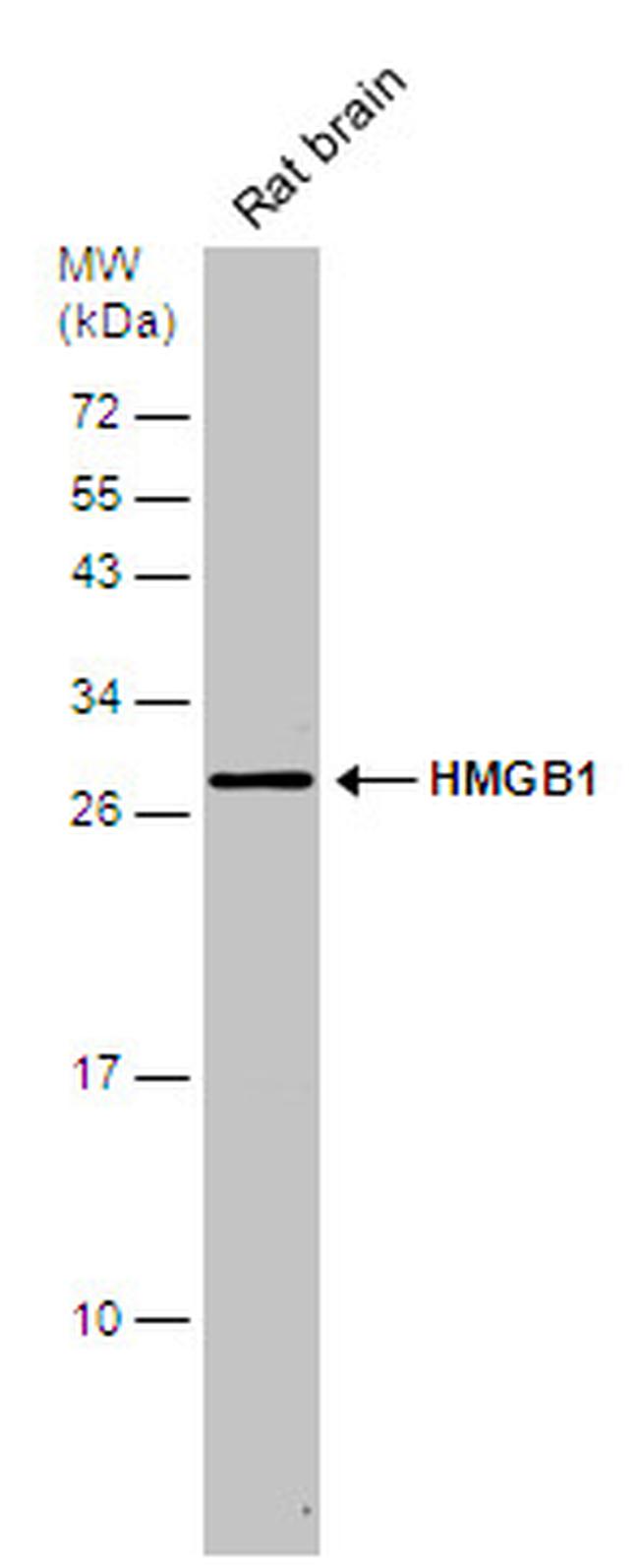 HMGB1 Antibody in Western Blot (WB)