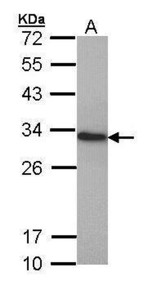 HMGB1 Antibody in Western Blot (WB)