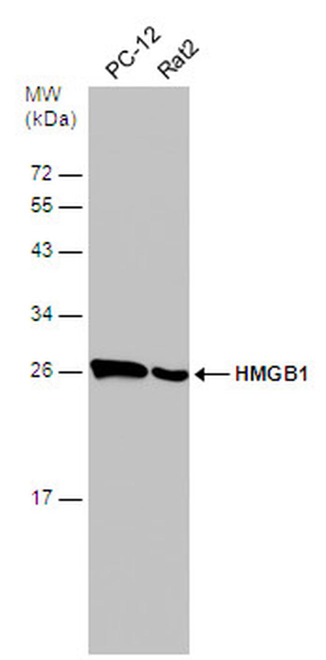 HMGB1 Antibody in Western Blot (WB)