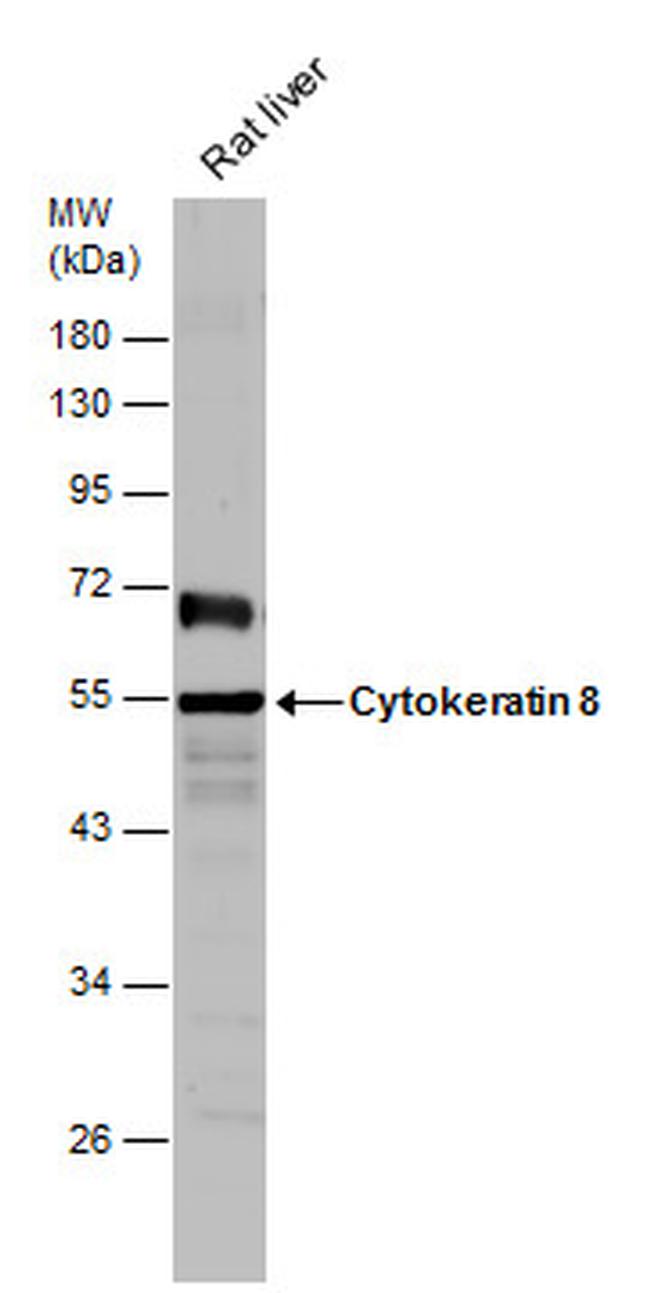 Cytokeratin 8 Antibody in Western Blot (WB)