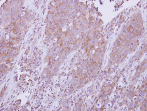 MyD88 Antibody in Immunohistochemistry (Paraffin) (IHC (P))