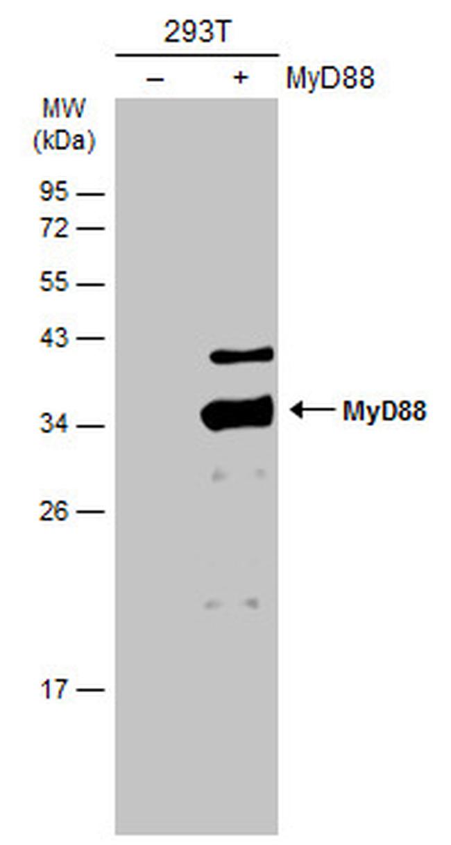 MyD88 Antibody in Western Blot (WB)