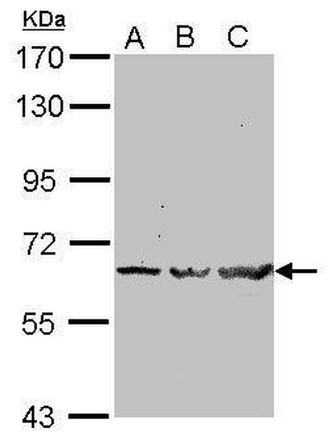 TRAF6 Antibody in Western Blot (WB)