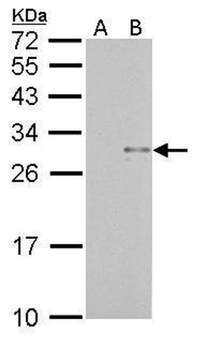 TRAIL Antibody in Western Blot (WB)