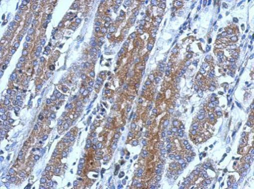 FLIP Antibody in Immunohistochemistry (Paraffin) (IHC (P))