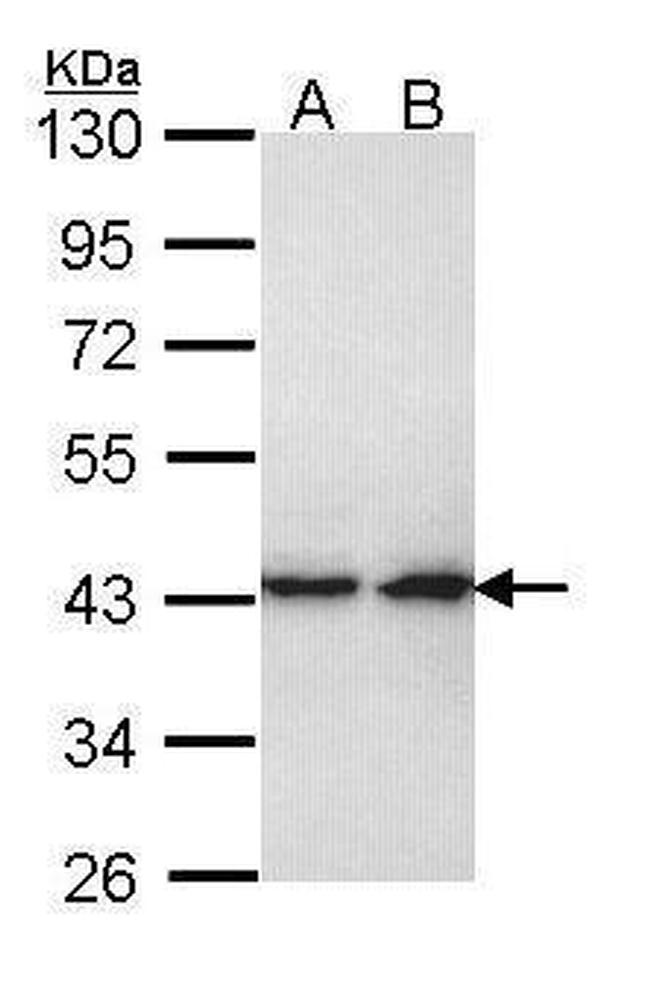 ERK2 Antibody in Western Blot (WB)