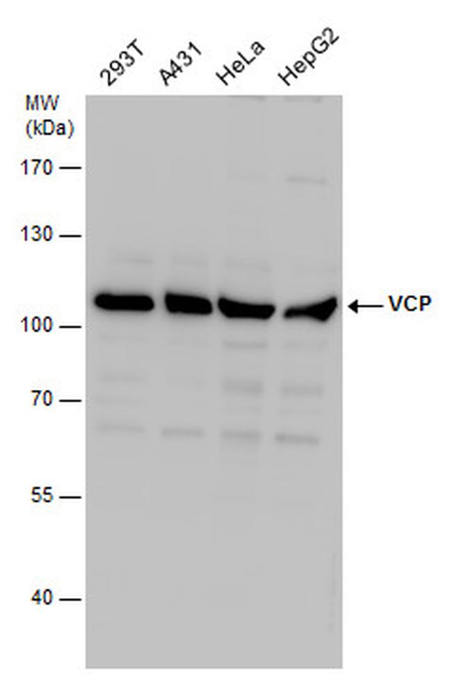 VCP Antibody in Western Blot (WB)