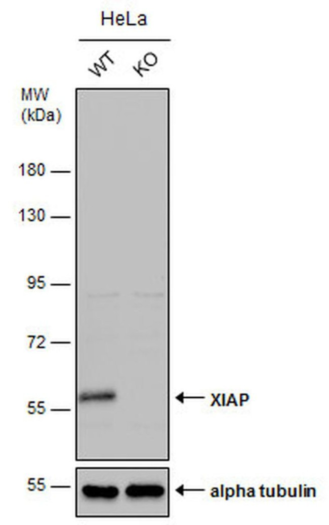 XIAP Antibody