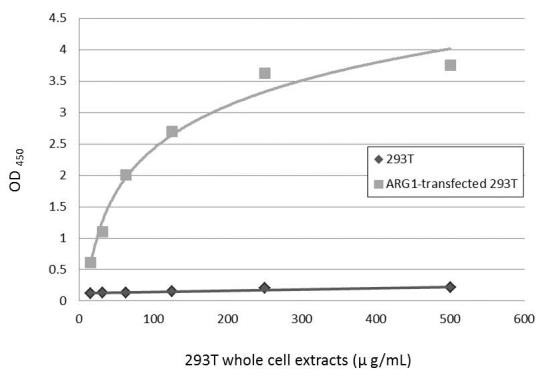 Arginase 1 Antibody in ELISA (ELISA)