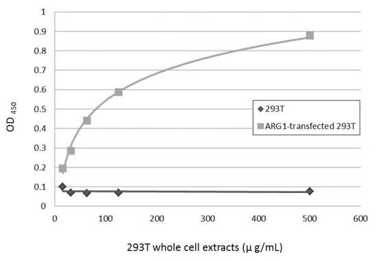 Arginase 1 Antibody in ELISA (ELISA)