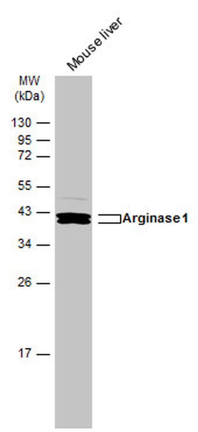 Arginase 1 Antibody in Western Blot (WB)