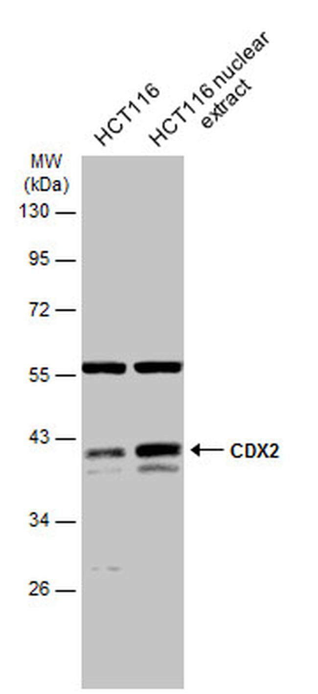 CDX2 Antibody in Western Blot (WB)