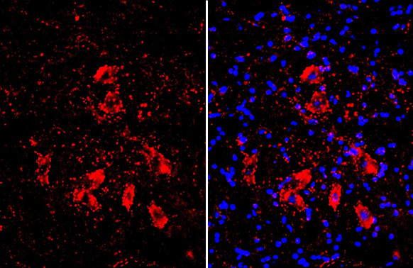 ChAT Antibody in Immunohistochemistry (Frozen) (IHC (F))