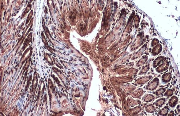 ChAT Antibody in Immunohistochemistry (Paraffin) (IHC (P))