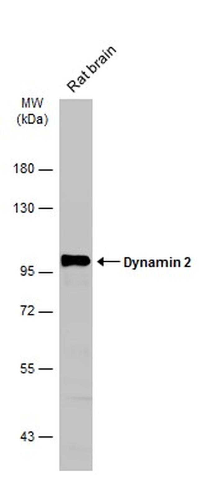 Dynamin 2 Antibody in Western Blot (WB)