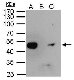 ENO1 Antibody in Immunoprecipitation (IP)