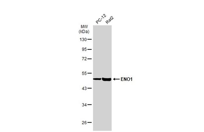 ENO1 Antibody in Western Blot (WB)