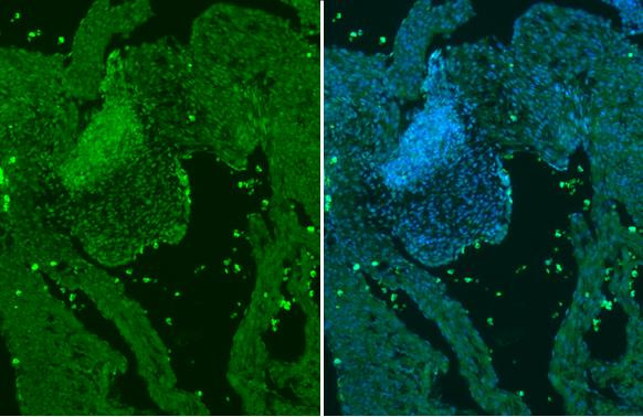 GATA4 Antibody in Immunohistochemistry (Paraffin) (IHC (P))